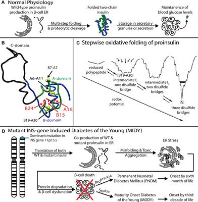 Peptide Model of the Mutant Proinsulin Syndrome. I. Design and Clinical Correlation